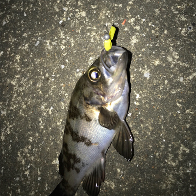 久々のメバリング