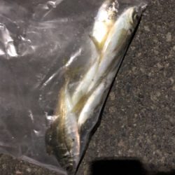 大きいのはいないのかな?