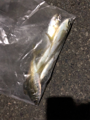 大きいのはいないのかな?