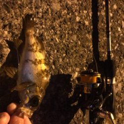 アジング&メバリング