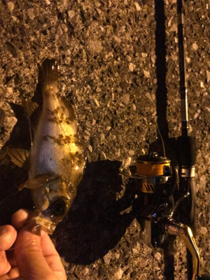 アジング&メバリング