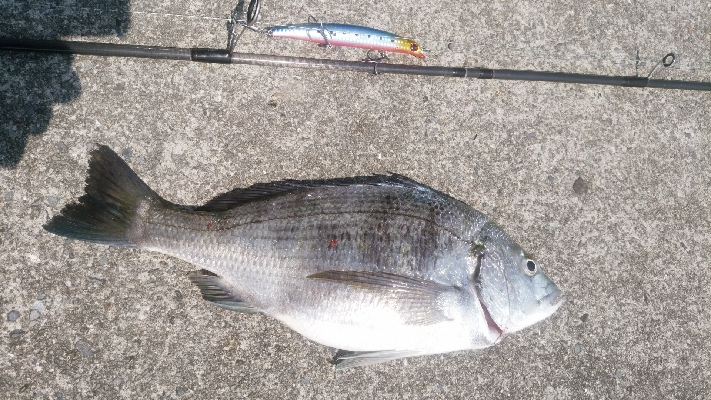 重信川　チヌ　すれがかり