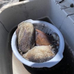 春はコウイカから