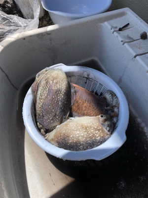 春はコウイカから