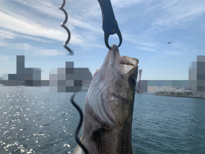 白昼ビッグシーバスキタ――(゚∀゚)――!!