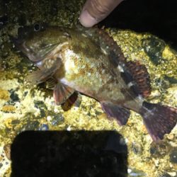 本命ではないが…