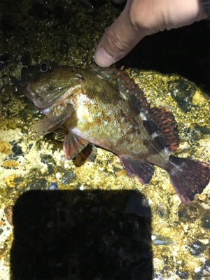 本命ではないが…