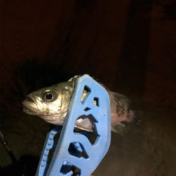 伯方島ライトゲーム