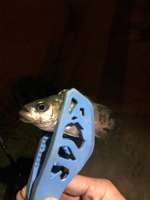 伯方島ライトゲーム