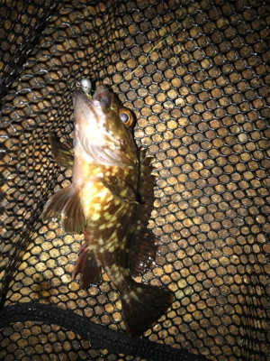 ガシリングのちアジング?