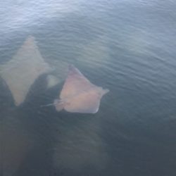 神戸湾奥シーバス 3バラシのち1本