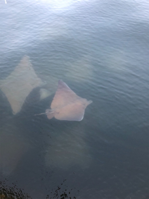 神戸湾奥シーバス 3バラシのち1本