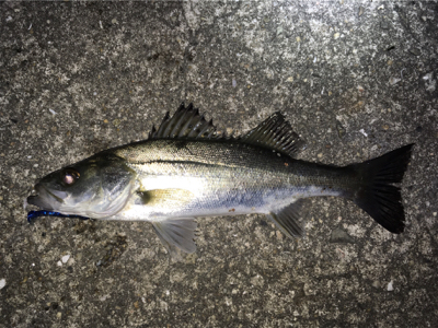 ライトゲームでシーバス連発