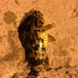 明石ライトゲーム☆