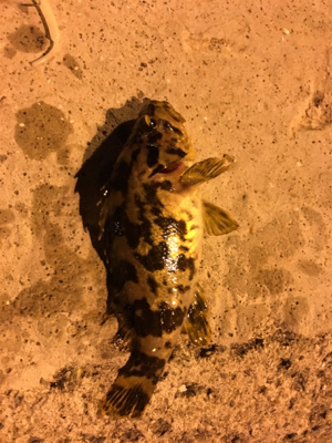 明石ライトゲーム☆