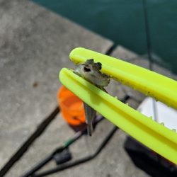 エギングでの人生初イカ!