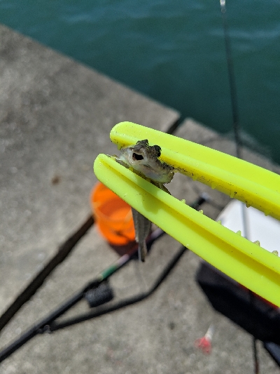 エギングでの人生初イカ!