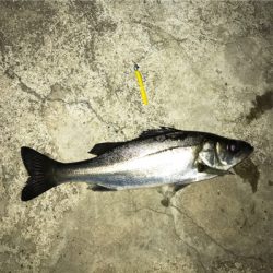 二夜連続メバリング