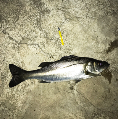 二夜連続メバリング