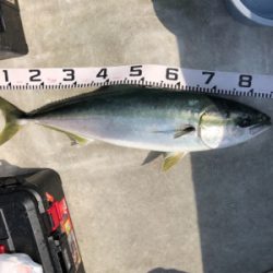 完全フカセで真鯛ブリ