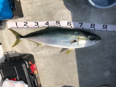 完全フカセで真鯛ブリ