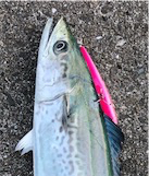 流行りの青物の状況