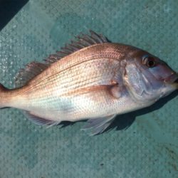 タイラバ 、ジギング、エギング