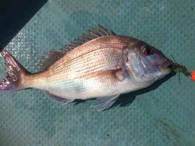 タイラバ 、ジギング、エギング