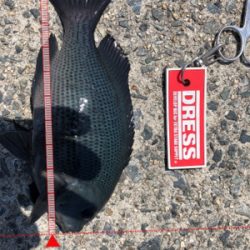 ガシラ入れ食い