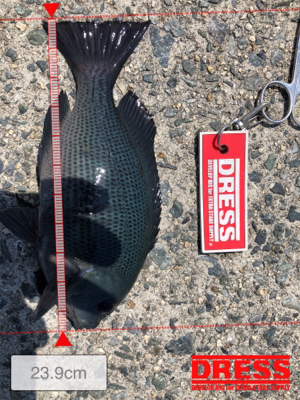 ガシラ入れ食い