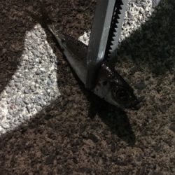 別場所にてアジング