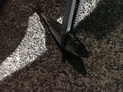 別場所にてアジング