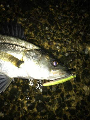 サンダルシーバス！