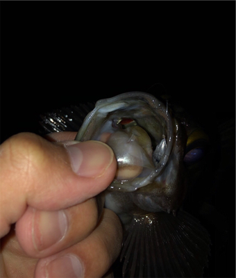 ボトムネチネチで連発！