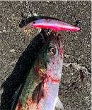 流行のアレ 連チャン出撃編