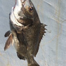 エビ撒きで底狙い