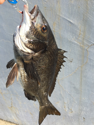 エビ撒きで底狙い