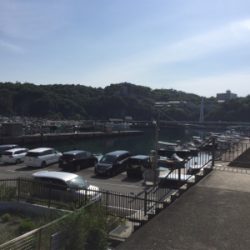 モソモソっとコウイカ！