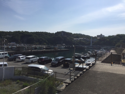 モソモソっとコウイカ！