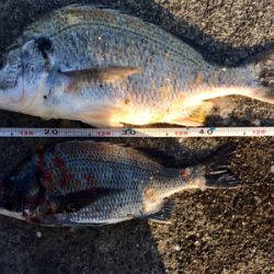 カレイの活性上がった?