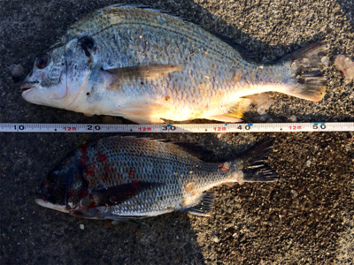 カレイの活性上がった?