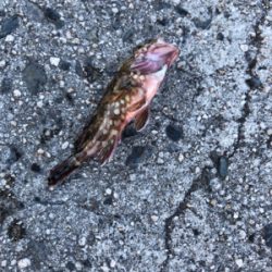 エサとワームで釣れるのは