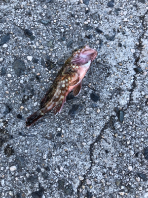 エサとワームで釣れるのは