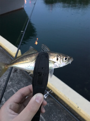 アジを求めて⑨