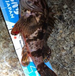 BIGなアイツがアツイ