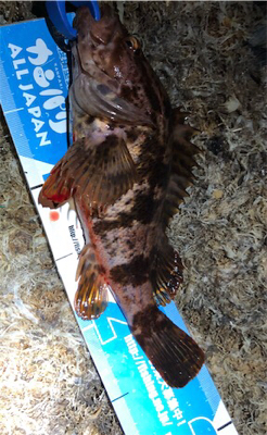 BIGなアイツがアツイ