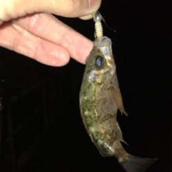 激シブメバリング