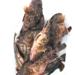 ガシリング 釣行