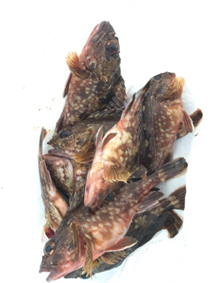 ガシリング 釣行