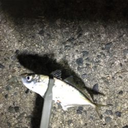 尺アジ来てます